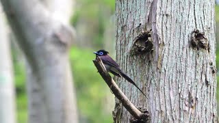 神奈川県大磯町のサンコウチョウ（雄）その８２（4K60P動画）