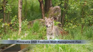 Minnesota DNR announces new wolf management plan