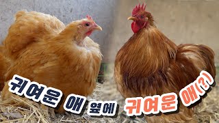 귀여운 애 옆에 귀여운 애 [버프 코친 반탐, Buff Cochin Bantam]