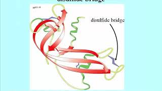 135 Disulfide Bridges Stabilize Protein Structure