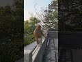 zhangjiajie monkey at liuqige 六奇阁猴子 장가계 육기각 원숭이