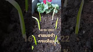 ทดลองปลูกกระเทียม 16/02/2022