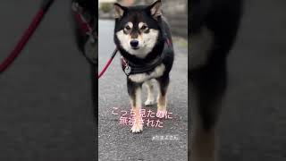 無表情で通り過ぎてく愛犬、たまよさん❕#shorts #shibainu #たまよ #dog #癒し動画 #柴犬 #無表情#ツンデレ#保護犬