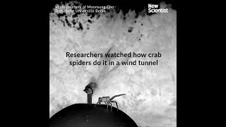 How spiders take to the air