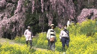 合戦場のしだれ桜