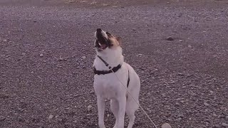 今日の癒しの犬散歩【天気の良い日にココちゃんと海へ】