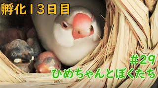 親は忙しいです 孵化13日目 hatching egg #29 ひめちゃんとぼくたち 文鳥