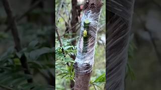 Golden ball grafting technique, upside down grafting 🌱#khedut #grafting #tree #ball #shorts #trend