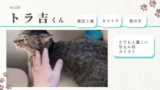 マーマレードキャット様 保護猫紹介動画(2024/11/30時点版)