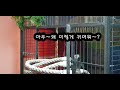 너무 신기하고 재미있는 똘이의 역대급 언어세계 k parrot 똘이뷰 korean gray parrot