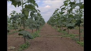 Paulownia - crestere de cca. 5 metri, dupa taierea technica efectuata in 2023