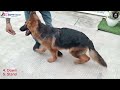 cara melatih anjing herder 7 macam perintah dalam 1 video