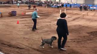 Kova UKC obedience trial 1