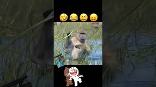 #ఈ కోతి పిల్లlu మామూలుvi  కాదుగా.. #Trending monkeys #monkeylife #funny #comedy #happy #telugu