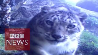 Rare snow leopard footage released - BBC News