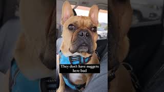 Dad, where are we? 🐶😍❤️ #frenchie #frenchbulldog #viral #dog #funny