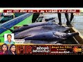 காசிமேடு மீனவர்கள் வலையில் சிக்கிய 30 ராட்சத மீன்கள் kasimedu fish sun news