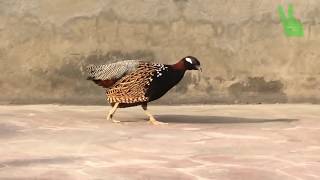 Kala Teetar |Partridge Sound| Black Partridge in Pakistan.Birds..