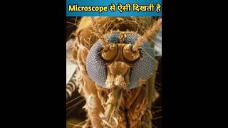 Microscope में ऐसा दिखता है सब #facts #shortsfeed #shorts #short