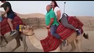 A fat couple almost kills a poor camel