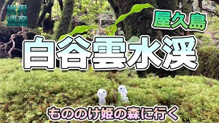 白谷雲水渓【屋久島】もののけ姫の森に行く