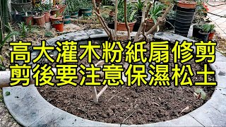 高大灌木粉紙扇修剪，剪後要注意保濕松土，覆蓋有機質過冬