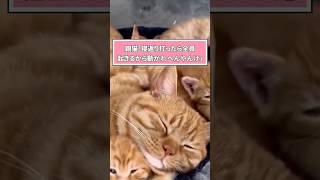 ネコさんの動画見てほっこりしたらおやすみなさいwwwwww