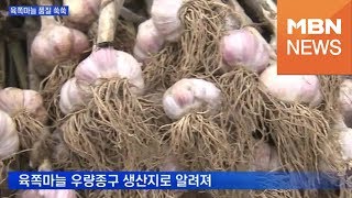 [충남] 육쪽마늘 품질 '쑥쑥'…가의도산 우량종구 보급