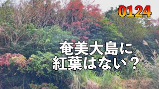 ゆたかや。の奄美に紅葉は無いと言われるけど、紅葉っぽい景色が今頃になってみられるよ　タイヤパンクしたまま走ったら交換する羽目に