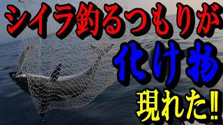 漁師さんの教えを信じたら化け物現る‼＆その化け物で絶品シーチキン作ってみた！#釣り　#2馬力ボート　#釣り鹿児島　#分割ボート　#青物　#ジギング　#SLJ　#スーパーライトジギング　#青物釣り