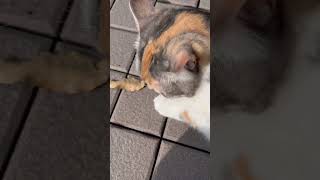 クンクンクン🐽くさーー🤣 #shorts #猫動画