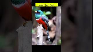 அழகான பறவைகள் பல வண்ணங்களில் #birds #colors #nature #shortsvideo