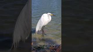 鷺と遊んでいます。#自然の風景 ♯自然＃鷺#heron#wild#bird#nature#