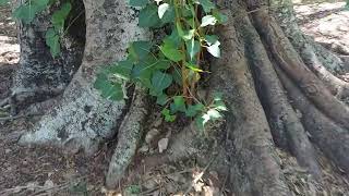 Ficus religiosa (Peepul Tree) - planted 1870's --  branches held up by posts