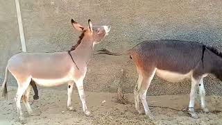 Male donkey meeting with female Donkey  2