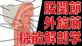 股関節外旋筋の機能解剖学を徹底解説！！【理学療法士×機能解剖学】