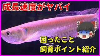 アロワナの設備と費用を紹介！餌の値段は一日〇〇円！？