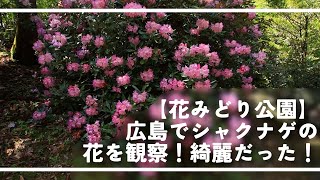 【花みどり公園】広島でシャクナゲの花を観察！綺麗だった！