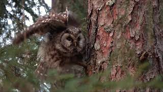 🇬🇧 Boreal owl - 🇫🇮 Helmipöllö - 🇫🇷 Chouette de Tengmalm (Aegolius funereus)