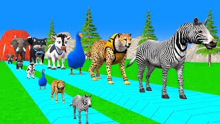 Paint & Animals Cow,Gorrila,Elephant,Zebra,Pig,Lion,Husky Fountain Crossing Transformation Cartoon