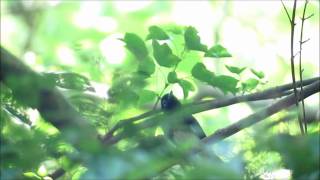 「　野鳥百景　」　秋の渡り　サンコウチョウ入る！！