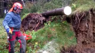 Dangerous felling of the tree by a chainsaw Husqvarna 560 XP