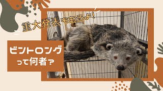 【世界ビントロングの日】見た目はクマ？　飼えるの！？　ビントロング紹介動画【最後に重大発表】