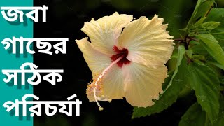 জবা গাছের সঠিক পরিচর্যা / আপনার জবা গাছকে সুন্দর করে তুলতে এই তিনটি জিনিস করুন