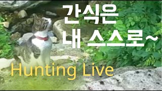 간식이 부족해서 스스로 사냥나가는 고양이, 사냥의 시간 (ENG SUB) Cat in Nature of Korea