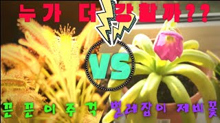 신비한 식충식물의 대결! 1탄 벌레잡이제비꽃 VS 끈끈이주걱 (Drosera VS Pinguicula)