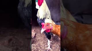 Rooster 🐔 crowning || chickens 🐓 || Desi breed ||poultary #chickens #rooster #shorts