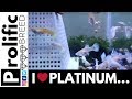 BREEDING PLATINUM ALBINO GUPPY FISH COLONY