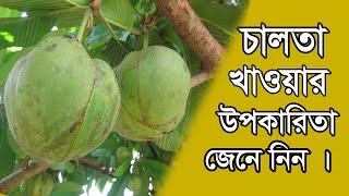 চালতা খাওয়ার উপকারিতা | Chalta | Health tips । Villfood । Health vs Food । Bangla Health Tips ।