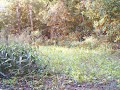 big buck running through food plot 2009